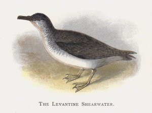 Levantine Shearwater 作者 亚历山大·弗朗西斯·莱登