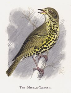 Mistle-Thrush 作者 亚历山大·弗朗西斯·莱登