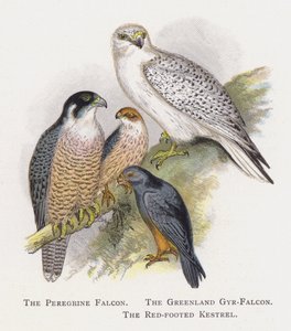 游隼，格陵兰Gyr-Falcon，红脚红隼 作者 亚历山大·弗朗西斯·莱登