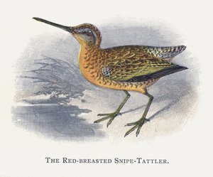 Red-breasted Snipe-Tattler 作者 亚历山大·弗朗西斯·莱登
