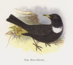 Ring-Ouzel 作者 亚历山大·弗朗西斯·莱登