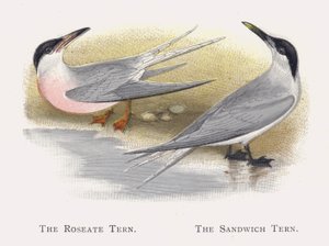 Roseate Tern，三明治燕鸥 作者 亚历山大·弗朗西斯·莱登