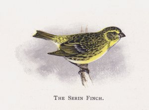 Serin Finch 作者 亚历山大·弗朗西斯·莱登