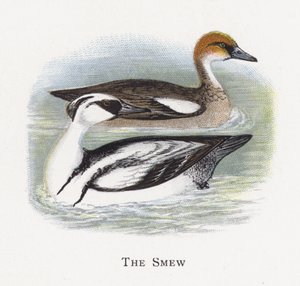 Smew 作者 亚历山大·弗朗西斯·莱登