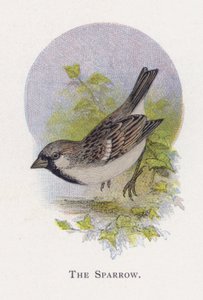 麻雀 作者 亚历山大·弗朗西斯·莱登
