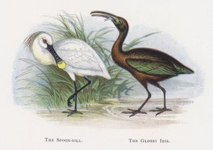 Spoon-bill，有光泽的Ibis 作者 亚历山大·弗朗西斯·莱登