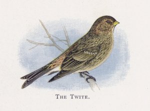 Twite 作者 亚历山大·弗朗西斯·莱登