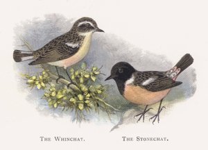 Whinchat，The Stonechat 作者 亚历山大·弗朗西斯·莱登