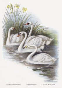 大天鹅，Bewicks Swan，疣鼻天鹅 作者 亚历山大·弗朗西斯·莱登