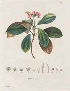 Voyage aux Régions équinoxiales du nouveau continent, fait dans les années 1709 à 1804: Monographie des melastomacées: No. 作者 亚历山大·弗莱赫尔·冯·洪堡