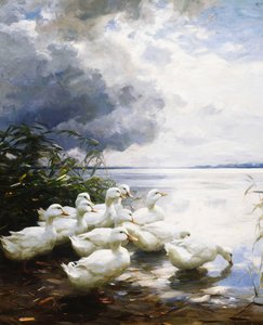 鸭子在湖边