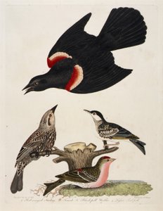1.红翅椋鸟2.雌鸟3.黑椋鸟4.小红鸻