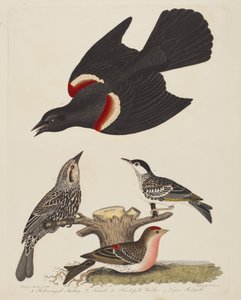 红翅椋鸟、雌性红翅椋鸟、黑领椋鸟和小...，1808-1814年出版。