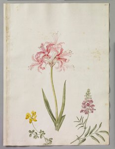 亚历山大-马歇尔（RCIN 924418） 作者 亚历山大·元帅
