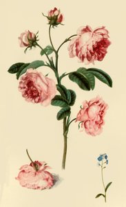 Rosa Provincialis and Forget-Me-Not"，约1680年，1946年。  