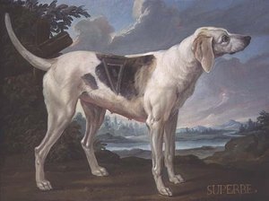 属于康德亲王的猎犬 "Superbe "的画像（布面油画） 作者 Alexandre F. (School of) Desportes