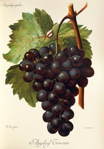 阿普利塔葡萄。 插图由来自 Traite General de Viticulture 的 A. Kreyder., Pessione 绘制。 安普洛菲耶 作者 亚历克西斯·克雷德