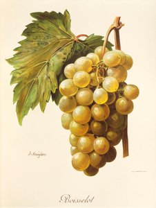 A. Kreyder 的 Boisselot 葡萄 作者 亚历克西斯·克雷德