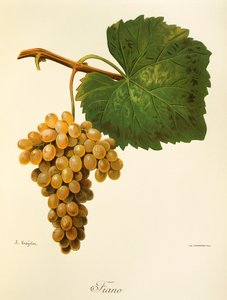 A. Kreyder 的 Catarratto 葡萄 作者 亚历克西斯·克雷德