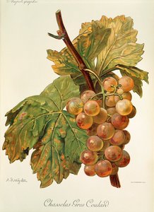 A. Kreyder 的 Chasselas Gros Coulard 葡萄 作者 亚历克西斯·克雷德