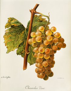 A. Kreyder 的 Chasselas dore