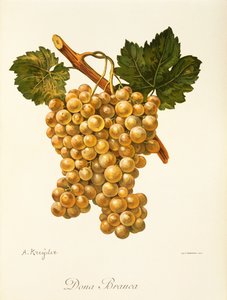 A. Kreyder 的多纳布兰卡 (Dona Branca) 葡萄
