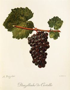 A. Kreyder 的 Donzellinho do Castello 葡萄 作者 亚历克西斯·克雷德