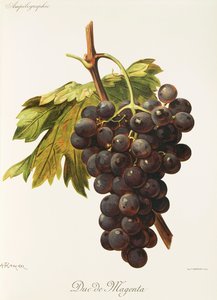 A. Kreyder 的 Duc de Magenta 葡萄 作者 亚历克西斯·克雷德