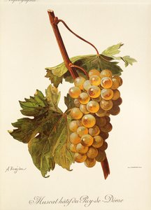 A. Kreyder 生产的 Muscat Hatif du Puy-de-Dome 葡萄 作者 亚历克西斯·克雷德