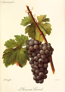 A. Kreyder 生产的利瓦尔麝香 (Muscat Lierval) 葡萄 作者 亚历克西斯·克雷德