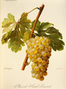 A. Kreyder 酿造的圣洛朗麝香葡萄 作者 亚历克西斯·克雷德
