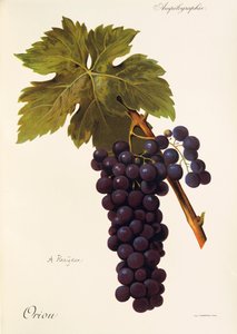 A. Kreiter 的边界夹点