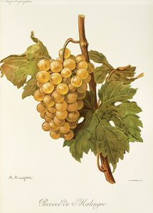 A. Kreyder 的 Precoce de Malingre 葡萄 作者 亚历克西斯·克雷德