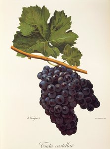 A. Kreyder 的 Tinta Castellao 葡萄 作者 亚历克西斯·克雷德
