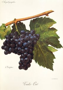 A. Kreyder 的 Tinto Cao 葡萄 作者 亚历克西斯·克雷德