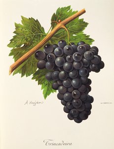 A. Kreyder 的特林卡德拉葡萄 作者 亚历克西斯·克雷德