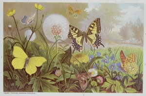 蝴蝶，从匈牙利自然历史书的例证，c.1900
