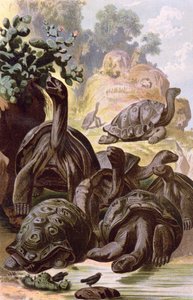 来自加拉巴哥群岛的巨龟，来自自然历史书，1887年