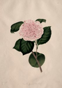 自然界山茶科植物的插图和描述：第 41 号 作者 阿尔弗雷德·钱德勒