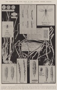 自然历史博物馆的玉米害虫展览 作者 Alfred Hugh Fisher