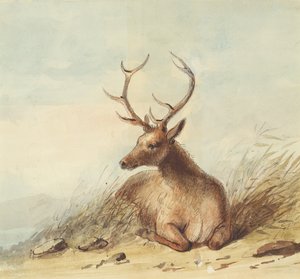 麋鹿，落基山，约 1837 年（纸上铅笔、钢笔、墨水和水彩） 作者 阿尔弗雷德·雅各布·米勒