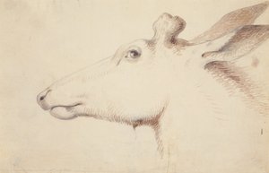 麋鹿，约 1837 年（绘图） 作者 阿尔弗雷德·雅各布·米勒