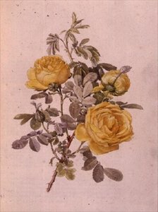 蔷薇属，第10号，755，约1910年