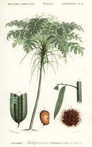 树蕨，桫椤属物种。，1849 年（雕刻） 作者 阿尔弗雷德·里奥克里克斯