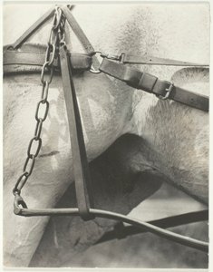 等价物，精神美国，1923年。 作者 阿尔弗雷德·斯蒂格利茨