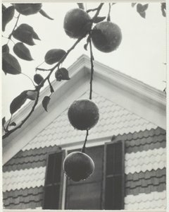 盖博和苹果公司，1922年。 作者 阿尔弗雷德·斯蒂格利茨