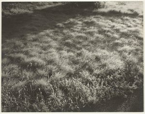 草和霜，1934年。 作者 阿尔弗雷德·斯蒂格利茨