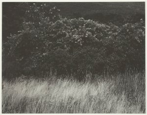 绿篱和草丛--乔治湖，1933年。 作者 阿尔弗雷德·斯蒂格利茨