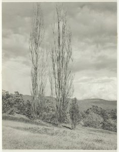 Poplars-Lake George, 1935年。 作者 阿尔弗雷德·斯蒂格利茨