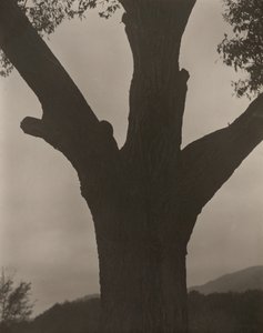 垂死的栗子》，1919年。 作者 阿尔弗雷德·斯蒂格利茨